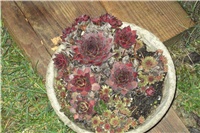 37ed5bf8-Picture 008.jpg